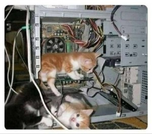 Создать мем: кошка, кот айтишник, кошка и системник