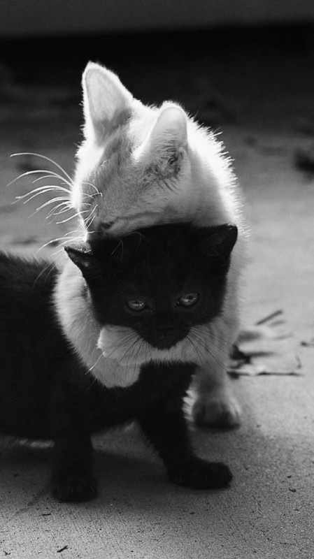 Создать мем: рыжий и черный котики, рыжий и черный котенок, котики обнимаются