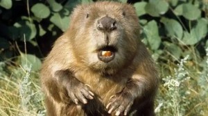 Create meme: beaver, beaver, face beaver