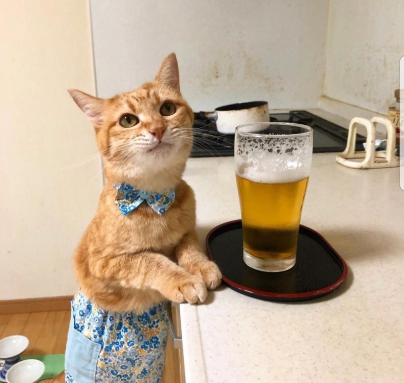Create meme: cats are funny, cat , cats with beer
