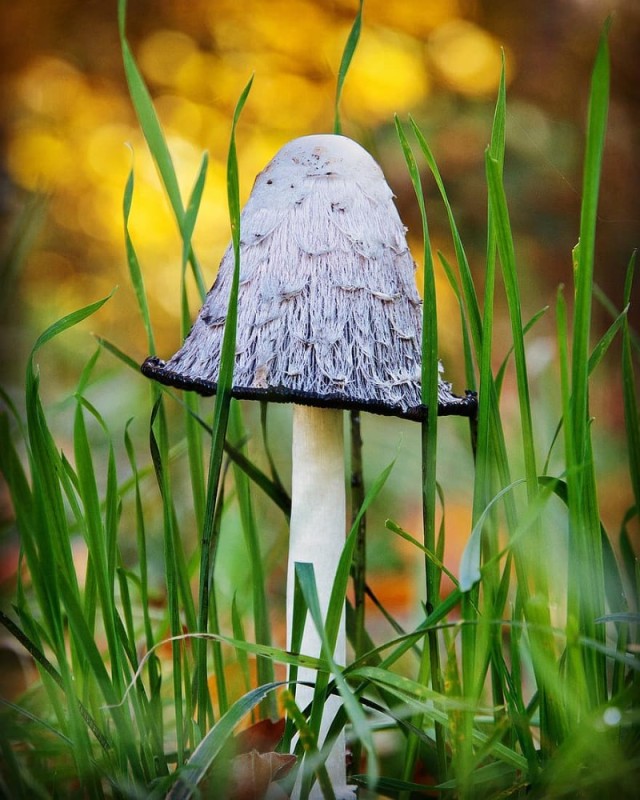 Create meme: toadstool mushroom, mushrooms , black toadstool mushroom