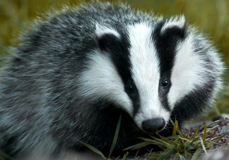 Create meme: the fat badger, siberian badger, animal badger