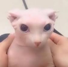 Create meme: cat nyashka, bingus the cat, bald cat