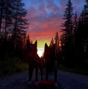 Создать мем: одинокая собака, лошади красивые, закат пейзаж