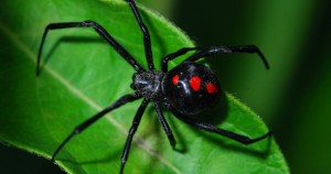 Create meme: poisonous spiders, black widow, a black widow spider