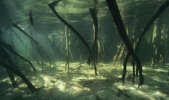 Create meme: mangrove forests under water, mangrove forest under water, mangroves under water