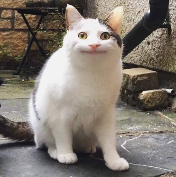 Создать мем: кот, улыбающаяся кошка, polite cat