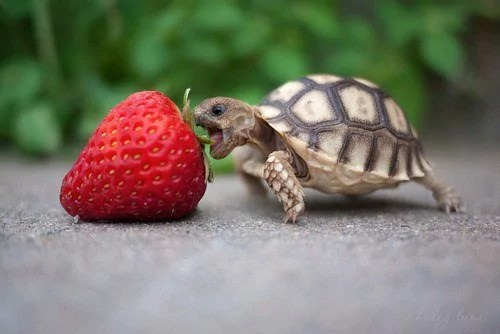 Create meme: tortoise, turtle , cute turtles