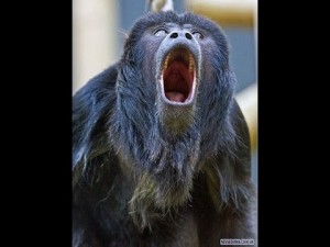 Create meme: teeth monkey, chimps are evil, Howler