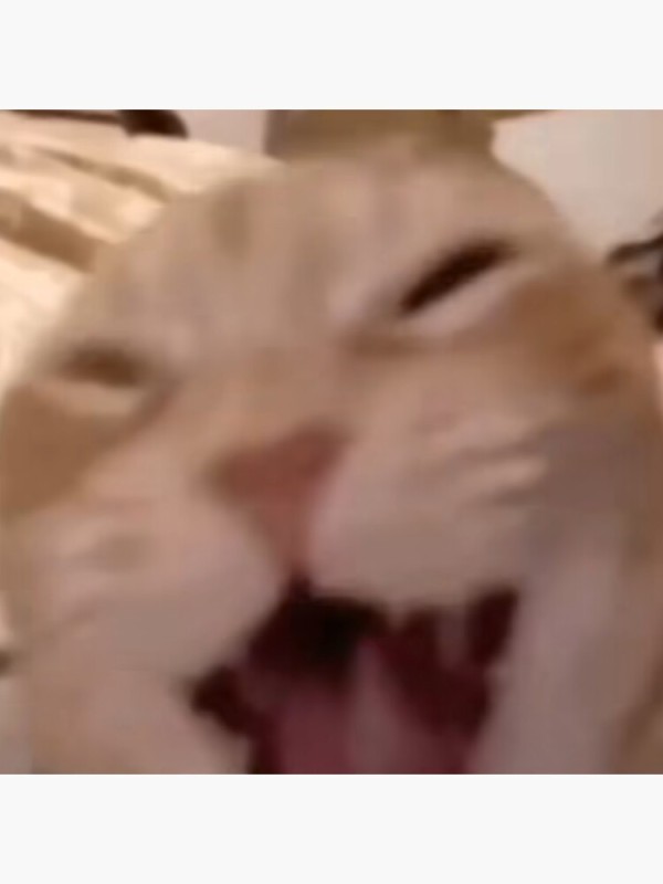 Create meme: cat , cat , cat laugh