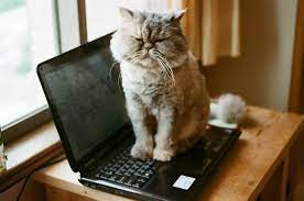 Создать мем: котенок за компьютером, кот с ноутбуком, котик за компьютером