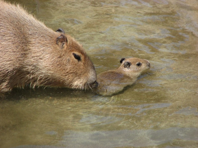 Create meme: tapir and capybara, capybara animal, capybara rodent