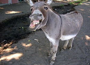 Create meme: donkey, funny donkey, donkey laughs