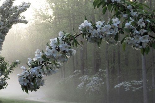 Создать мем: домашнее растение, цветы в тумане, яблоня цветение