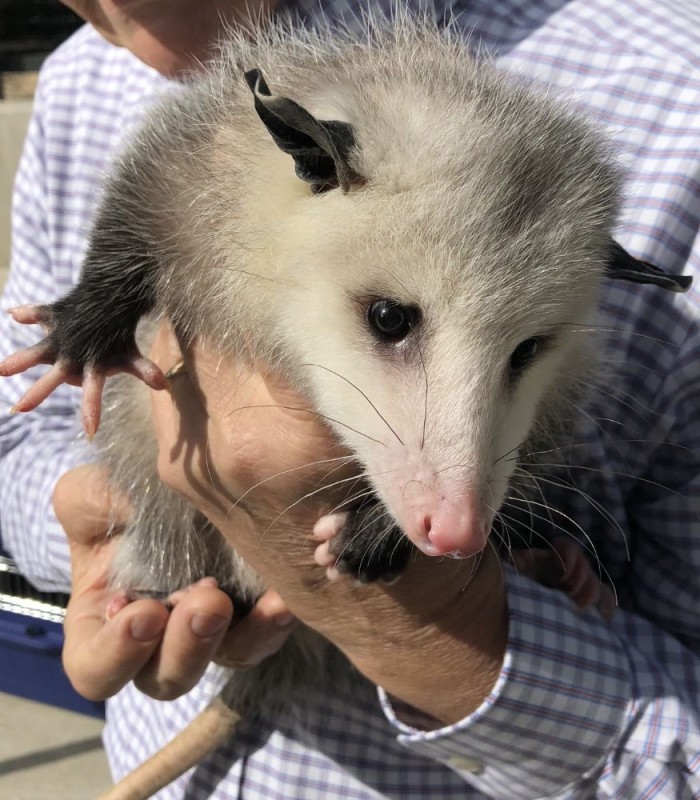 Create meme: possum , Heidi Possum, possums possums