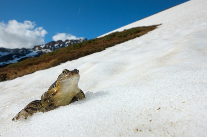 Create meme: The frog in winter, toad in the snow, The frog in the ice