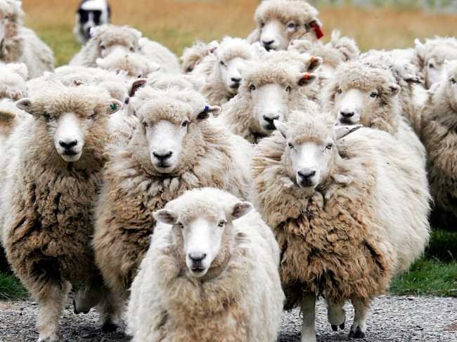 Create meme: types of sheep, romney marsh breed of sheep, a flock of sheep 