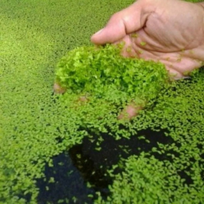 Create meme: duckweed marsh, duckweed is a marsh grass, duckweed