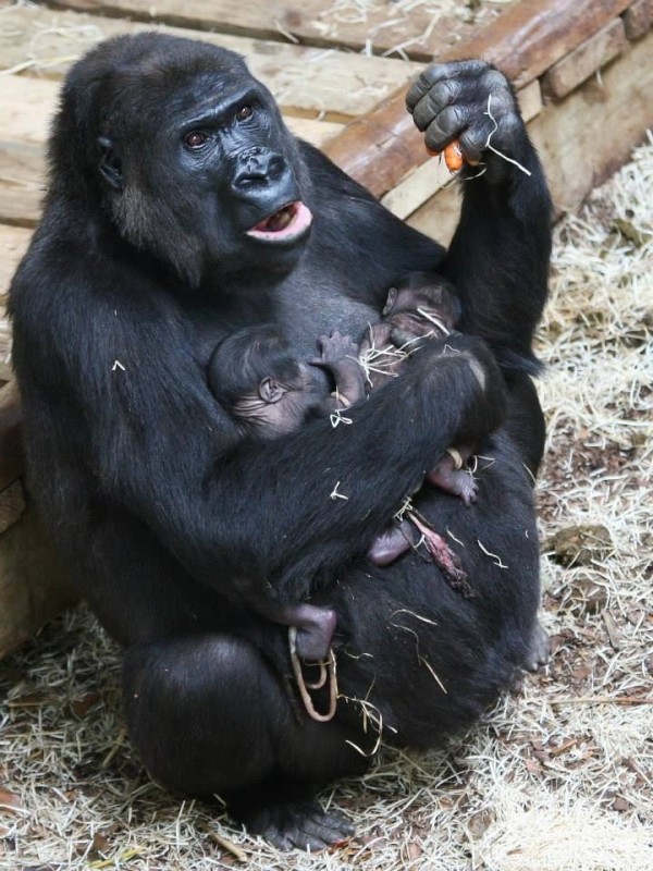 Create meme: a female gorilla, gorilla , gorilla mom