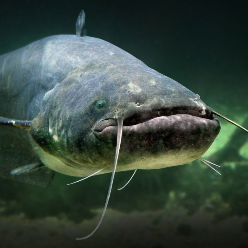 Create meme: common catfish silurus glanis, european catfish, fish catfish