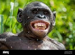 Create meme: smile chimpanzees, A dwarf chimpanzee with a smile, The bonobo chimpanzee is smiling