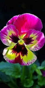 Create meme: pansy, Pansy