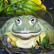Создать мем: лягушка водонос голиаф, водонос жаба, лягушка водонос