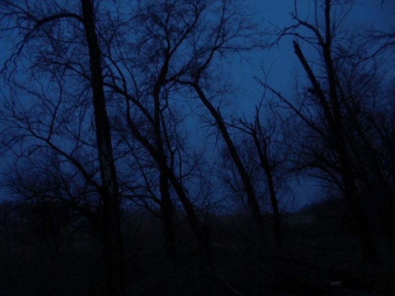 Create meme: the tree at night , a tree branch at night, dark blue wood