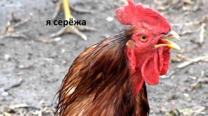 Create meme: the rooster crows video, Red Rooster, rooster