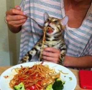 Create meme: cat fed pasta, spaghetti cat, the cat and the spaghetti