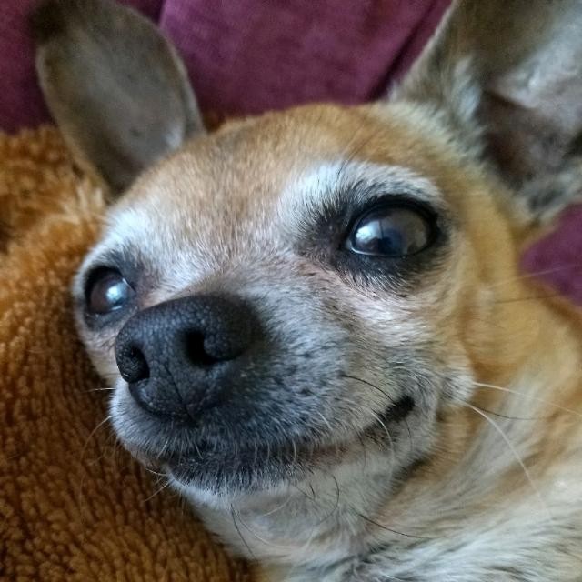 Create meme: chihuahua, Chihuahua dog, breed Chihuahua