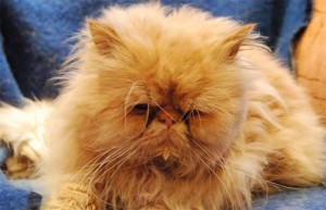 Создать мем: полуперсидский кот рыжий, рыжий персидский кот, гималайский персидский кот рыжий