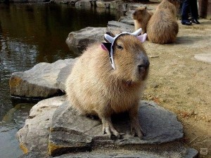 Create meme: the capybara, a pet capybara, rodent capybara