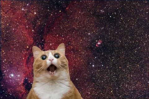 Создать мем: кот, мем кот, котик в космосе