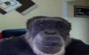 Создать мем: челик показывает класс мем, арчибальд обезьяна мем, ладно обезьяна