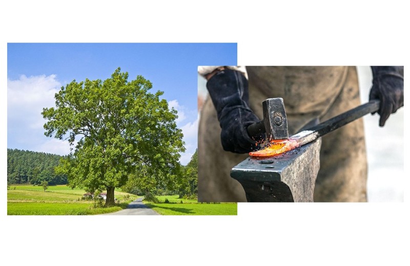 Create meme: common ash fraxinus excelsior, tree oak, metal forging