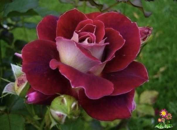 Создать мем: роза раффлс бордовая, красивая роза, роза бургунди айс