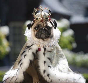 Create meme: pug, pug, Queen