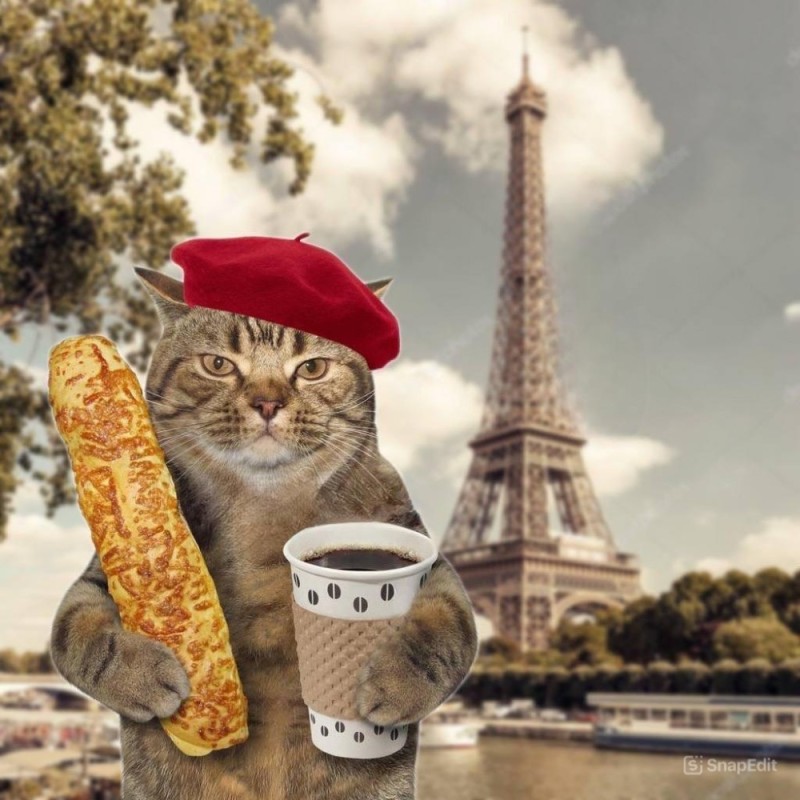 Create meme: The French cat, Bonjour I'm Lyosha the cat, french cat