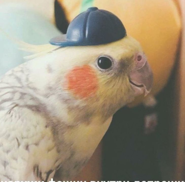 Create meme: talking parrot, Corella parrot breeds, Corella parrot