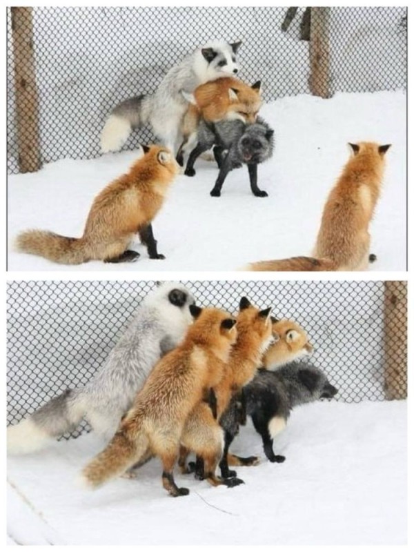 Create meme: dzao kitsune mura, foxes mate, foxes