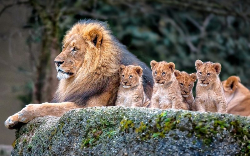 Create meme: lion and lion cub, lion pride, lion lioness and three lion cubs