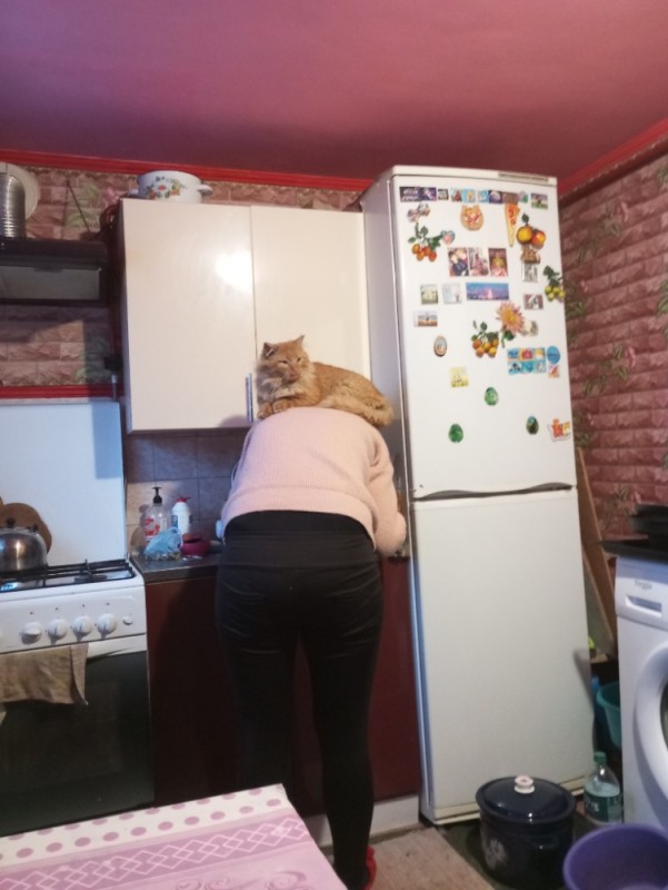 Создать мем: коты, зашла на кухню, на кухне