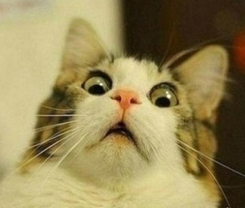 Create meme: the surprised cat , cat in shock, surprised kitty