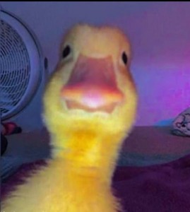 Create meme: the trick, duck funny, funny ducklings