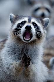 Create meme: Raccoon