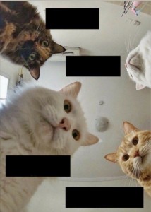 Create meme: meme cat, cat, memes with cats