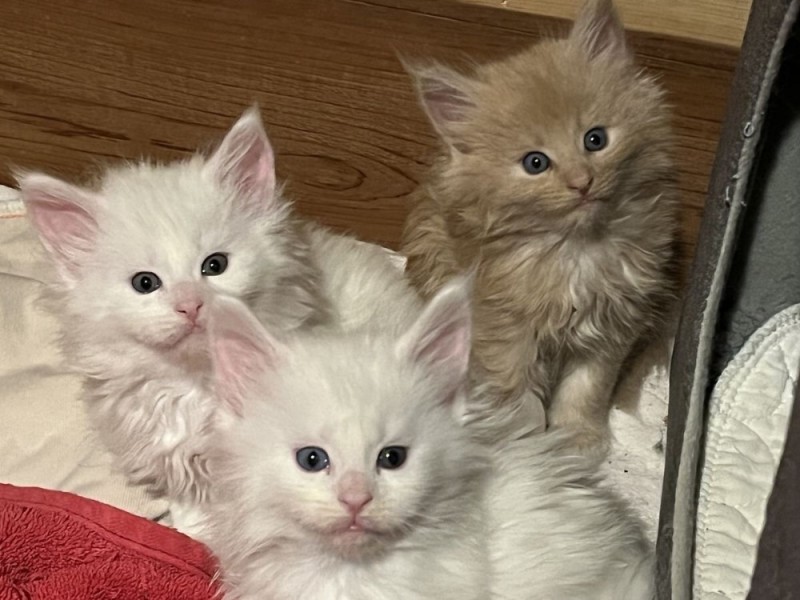 Create meme: kittens the Maine Coon , kitties , the Maine Coon cat