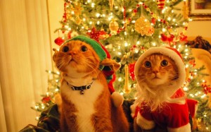 Create meme: the cat and the tree, Christmas cats