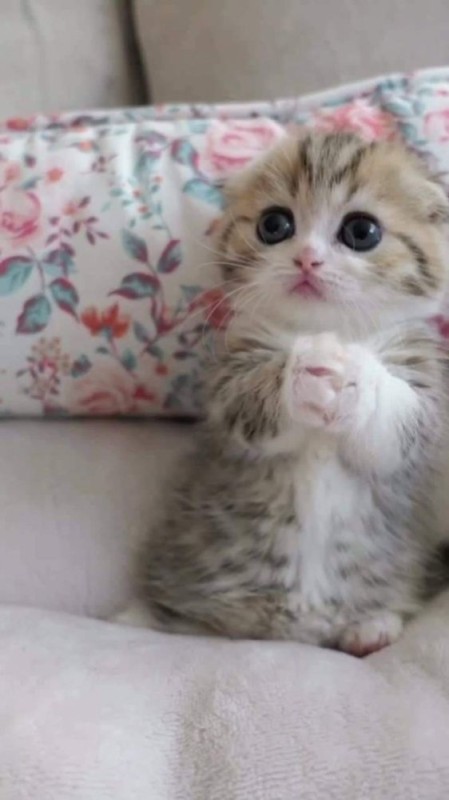 Create meme: the cutest kittens, cute kittens, seals 